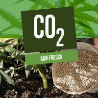 Aria fresca (& CO2) nella coltivazione della Cannabi
