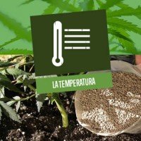 La temperatura ottimale per la coltivazione della Cannabis