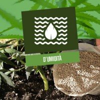 I livelli d'umidità ideali per la Cannabis