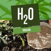 Come irrigare le piante di Cannabis