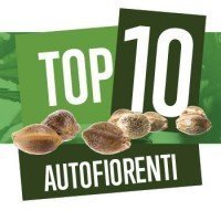 Top 10 Autofiorenti