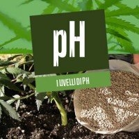 I livelli di pH e la Cannabis