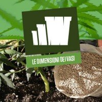 Le dimensioni dei vasi nella coltivazione della Cannabis
