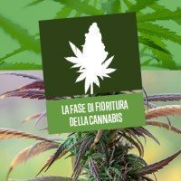 La Fase di Fioritura della Cannabis