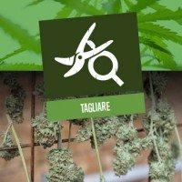 Tagliare una pianta di Cannabis