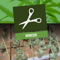 La manicure delle cime di marijuana