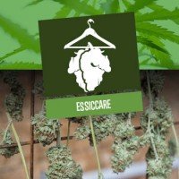 Essiccare la Cannabis