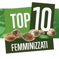Top 10 Semi di Cannabis Femminizzati