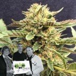 Nuova varietà rilasciata dalla CBD Crew: CBD Therapy