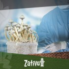 Funghi Allucinogeni - Come Lavorare in un Ambiente Sterile