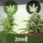 Differenze tra Cannabis Indica e Sativa