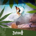 I Diversi Tipi Di Cannabis E I Loro Effetti