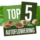 Top 5 delle Migliori Varietà di Cannabis Autofiorenti nel 2018