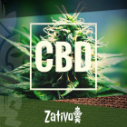 Le Migliori Varietà Di Cannabis Ad Alto Contenuto Di CBD