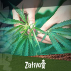 Una Guida Completa Per Coltivare Cannabis Biologica Indoor E All'aperto