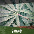 Quello Che Dovete Sapere Sugli Steli Rossi E Viola Della Cannabis