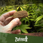 Qual È La Differenza Tra Erba Ed Hashish?