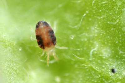 Consigli colturali: Come sbarazzarsi del ragnetto rosso