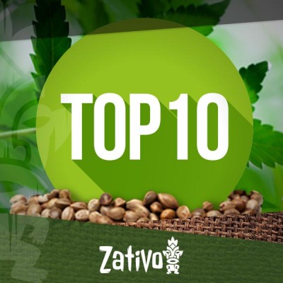 Banche di Semi di Cannabis - Top 10