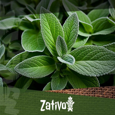 Come Usare La Salvia Divinorum In Modo Sicuro